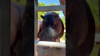 Hippos Eat Watermelon Uncovered Natures Aquatic Wonders animals wildlife ytshorts [upl. by Canon]