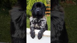 Meet Beethoven shorts dog cute [upl. by Alimat921]