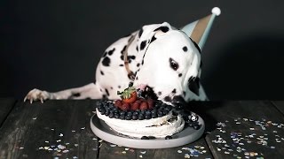 Hund frisst Torte Die beste HundeTorte zum HundeGeburtstag [upl. by Nylirem906]