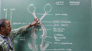 Optic Pathway [upl. by Birdella]