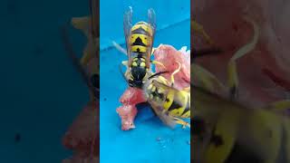 Wasps are cutting meat and its carrying in nest Waspnature flyinginsect eatinginsectsزنبورداری [upl. by Stepha380]