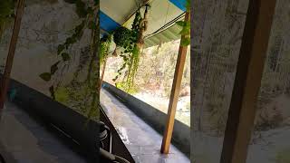 KASOL Camp View😍cafe camp kasol himachal travel travelvlog love trending shorts short fun [upl. by Nongim]