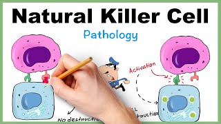 NK Cell Natural Killer Cell Simplified How it kills virus infected cell [upl. by Aneekal]