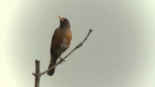 アカハラ 02 さえずり Brownheaded thrush 02 song Turdus chrysolaus [upl. by Brookhouse]