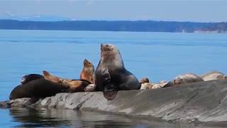 lund bc savary and copeland islands british columbia kayaking tour [upl. by Aurora]