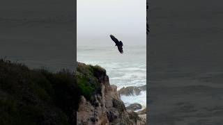 Free Like a Bird birds ocean beach animals Philippines Hawaii LasVegas [upl. by Madel]