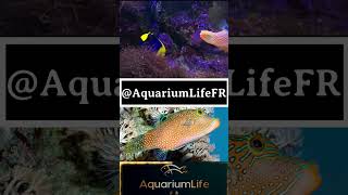 Canthigaster Solandri new news aquarium reef marine ytshorts yt tiktok aquariumfish clip [upl. by Khosrow]