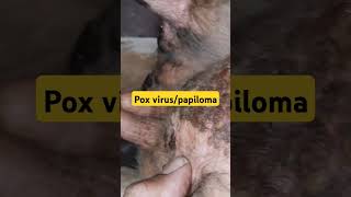 Bovine papilloma viruspapilomatosiswartspox virus [upl. by Uht]