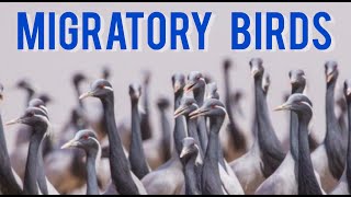 Migratory birds  Top 10 migratory birds of the india  Geography [upl. by Ssegrub]