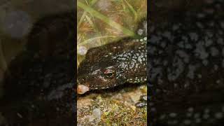 Great Crested Newt  Species Fact Card [upl. by Corissa238]