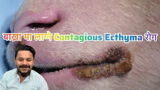 बाख्रा मा लाग्ने Contagious Ecthyma रोग [upl. by Merle]