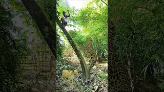 In the deep forest the leopard attacked the man on top of the tree vfx leopard wildlife tiger [upl. by Carnay]