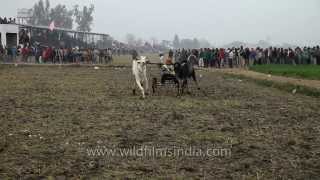 Bullock cart race at Kila Raipur sports festival [upl. by Tyrus115]