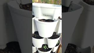 GreenStalk Vertical Planter Inventors Bundle  farming gardening greenstalk [upl. by Nagiam]