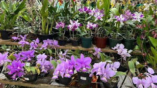 106°EXPOSIÇÃO DA AOSP MUITAS ORQUÍDEAS COM VENDA DIRETA DOS PRODUTORES VANESSA MERLYN ESTAVA LÁ 😍 [upl. by Hajin]