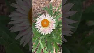 Kangaroo Paw In Flower shorts [upl. by Assisi]