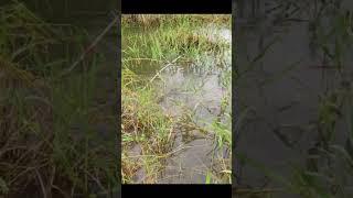 Great farm fishing ep15 shorts fishing fish fishinglife fishingvideo fish fishvideo birds [upl. by Ahtiuqal]