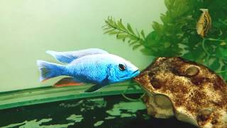 Sciaenochromis fryeri Iceberg cichlid  4 inch [upl. by Valdes]