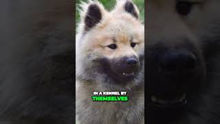 Meet the Eurasier  Your Perfect Family Companion [upl. by Alpert]