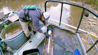 Electrofishing for American Shad on the Tar River [upl. by Refanej]