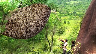 Primitive Technology Harvesting Honey Beehive On The Big Tree In The Forest [upl. by Tolliver545]