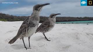 Mockingbird  Galapagos  Lindblad ExpeditionsNational Geographic [upl. by Henebry624]