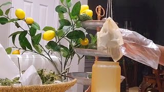 HOW TO MAKE LOOSED FIG LEAF TEA BAGS Making Loose Fig Leaf Tea for my neighbors [upl. by Secundas464]