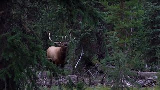 Elk Hunting Kill Shot Compilation 27 Epic Elk Hunting Kill Shots from Elk101com [upl. by Gerstein]