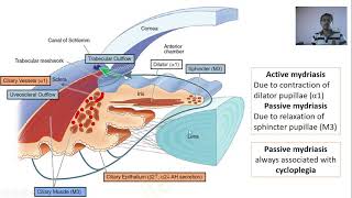 Active vs Passive Mydriasis [upl. by Mika25]