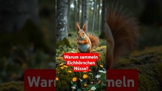 🐿️ Warum sammeln Eichhörnchen Nüsse 🌰shorts facts squirrel nature animals [upl. by Alejandrina]