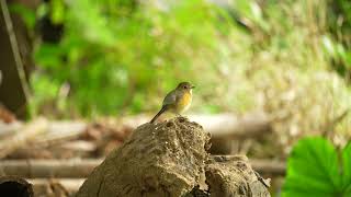 藍尾鴝母鳥 Redflanked bluetail Tarsiger cyanurus [upl. by Neehs]