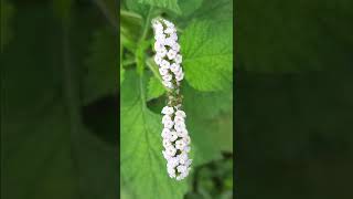 Indian heliotrope plant [upl. by Yddur]