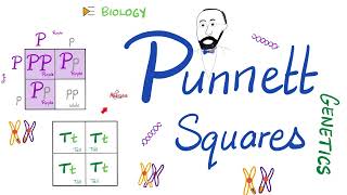 Punnett Squares Monohybrid Cross Dihybrid Cross  Genetics [upl. by Esnofla28]