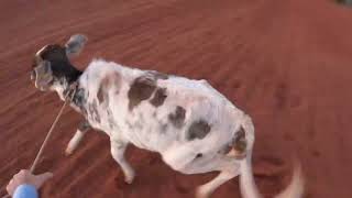 Calf Roping Go Pro Hero 10 [upl. by Ylelhsa]