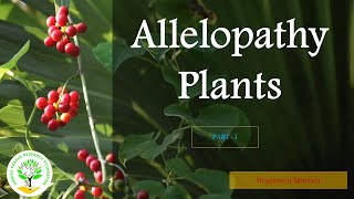 Allelopathy plants Part 1 medicinalplant allelopathy organic phytochemistry phytochemicals [upl. by Ahser564]