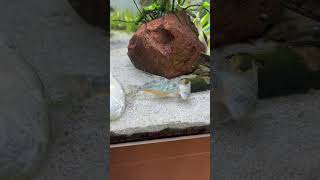 Corydoras are always breeding… aquarium viral subscribe [upl. by Hayes]