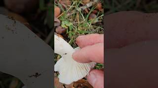 Nicoreti rascovi vinecioare mushrooms russula redmushroom [upl. by Yasmar]