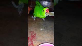 Parrot eating his meal by spoon😩❤️😌trendingshorts youtubeshorts viralshorts birds [upl. by Nnaesor602]