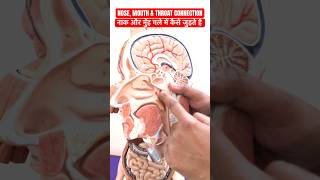 नाक और मुँह गले में कैसे जुड़े होते हैं ।NOSE MOUTH amp THROAT CONNECTION viral shorts trending [upl. by Aidile]