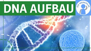 Zusammensetzung der DNA  DNA Aufbau  Bestandteile amp Struktur der DNA  Nucleotide Bausteine [upl. by Nhguaved]