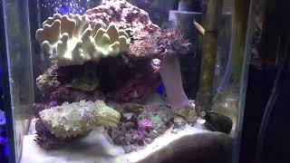 My dwarf cuttlefish feeding Sepia bandensis [upl. by Eiderf]