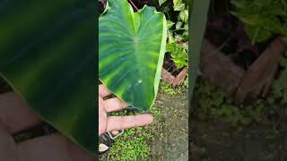 Taro Colocasia esculenta is a root vegetable colocasia magic magic of Taro water drop magic [upl. by Alyam]