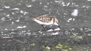 Little Stint amp Dunlin [upl. by Auston347]