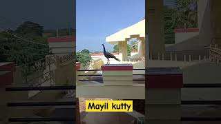 மயிலு கோழி மாதிரி மேயுது  pinnathur annamalainagar peacock nationalbird [upl. by Gnoc]