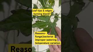 Black leaf spot Try Homeopathyagrohomeopathy homeogardening [upl. by Scales]