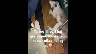 Husky hun to kya muje heater ke aage sona pasand hai🤣 husky huskydog siberianhusky [upl. by Otrebtuc]