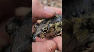 The Strange Eastern Spadefoot Toad amphibians adventure wildlife animals beautiful cute [upl. by Ranitta]