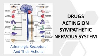 Receptors and Drugs of Sympathetic Nervous System in HindiUrdu [upl. by Aihsemek]