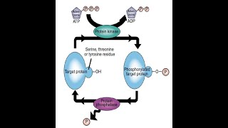 Phosphatases Types and Functions Part 1 [upl. by Ethelda31]