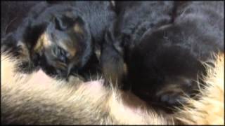 Chiots Berger allemand a Holi 15 jours de vie [upl. by Libb]